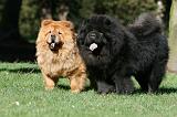 CHOW CHOW 608